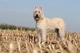 BOUVIER DES ARDENNES 141